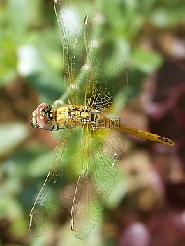 蜻蜓,黄蜻蜓,cordulegaster boltonii