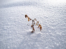 雪,冬季,布什