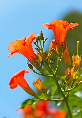 美麗,盛開,開花
