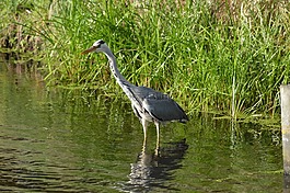 鷺,水禽,鳥