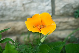 花,性质,花园