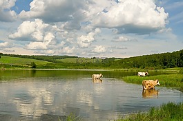 牛,湖,景觀