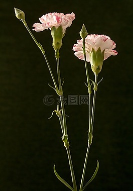 花,香石竹,粉紅色