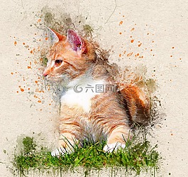 貓,基蒂,動物