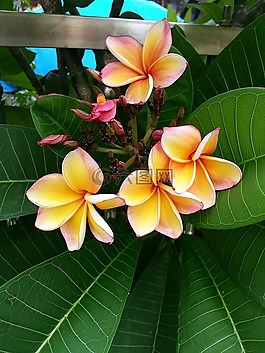 雞蛋花,花,度假