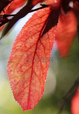 葉子,紅色,紅葉
