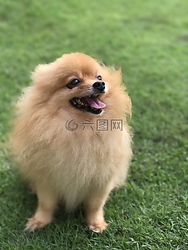 狗,可愛,蓬松