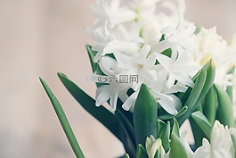 风信子,花,鲜花