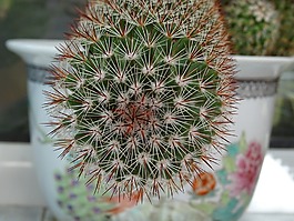 仙人掌,植物,鍋