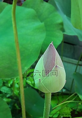 蓮花,盛開,上升