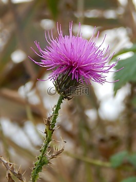水飛薊,性質(zhì),秋季