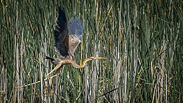 蒼鷺,紫鷺,鳥