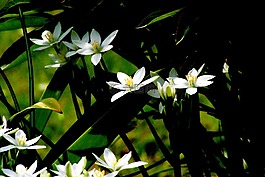 白色的花,花園,對比
