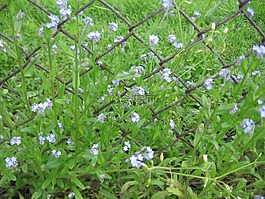 忘了 我的花兒,春,籬笆