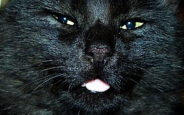 貓,blacky,黑色