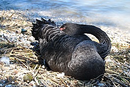 性質(zhì),鳥類,動(dòng)物界