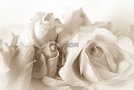 年份,玫瑰,時(shí)髦