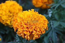 花,黃色,自然