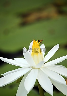 莲花,花,白
