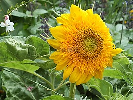 向日葵,夏季花卉,花園
