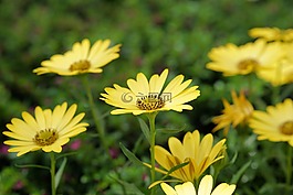 花,開花,黃色