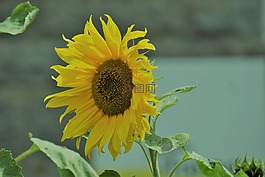 向日葵,花,黃色