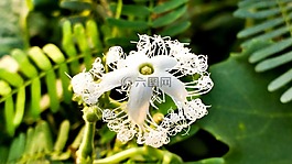 自然,花,潔白的花朵