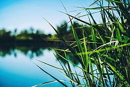 里德,湖,水