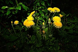 蒲公英,鮮花,黃色