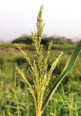 植物,自然,公園