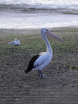 鵜,鳥,野生動物