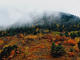 法國,霧,秋