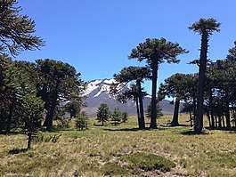 國(guó)家公園,洛杉磯araucarias,智利阿根廷