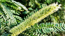 雜草,植物,自然