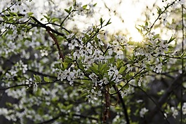 開(kāi)花,樹(shù),普里莫