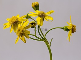 greikraut,開花,指出花