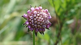 花,紫,性質(zhì)