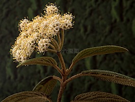 常绿的雪球,开花,布什