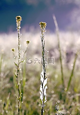 草,蜘蛛網(wǎng),羅莎