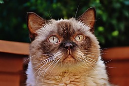 猫,英国短毛猫,纯种