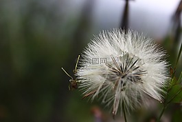 花,新鲜,fotograph