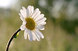黛西,花,黃色