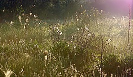 草,蜘蛛網(wǎng),羅莎