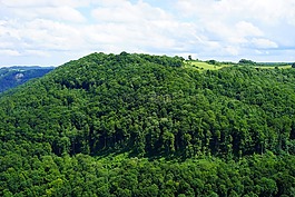 羊駝峰,森林,施瓦本白蛋白