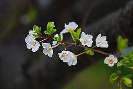 花,櫻花,春