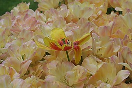 鮮花,della,性質(zhì)