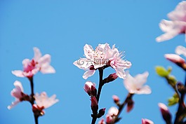 花,櫻花,春