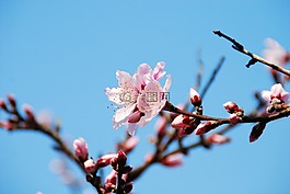 花,櫻花,春