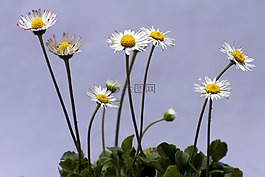 花,雛菊,宏