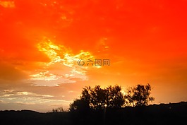日落,樹,剪影